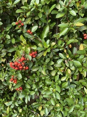 Pyracantha coccinea