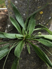 Plantago lanceolata
