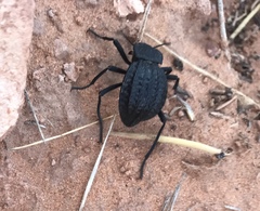 Philolithus sordidus