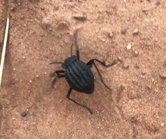 Philolithus sordidus