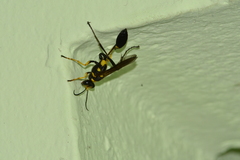 Sceliphron asiaticum