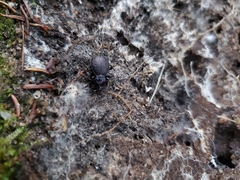 Sphaeroderus