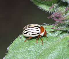 Zygogramma exclamationis