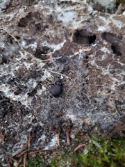 Sphaeroderus
