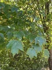 Acer platanoides