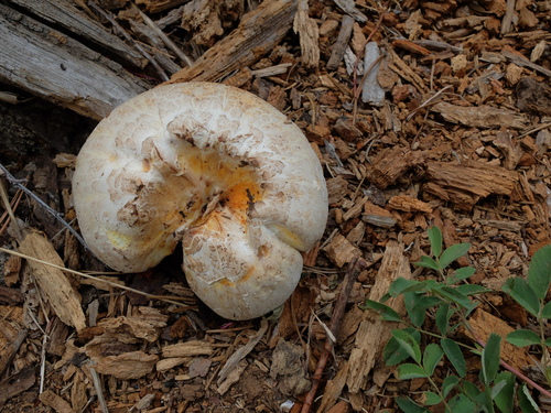 iNaturalist observation photo of Giant Sawgill