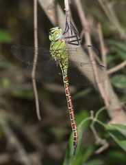 Coryphaeschna adnexa