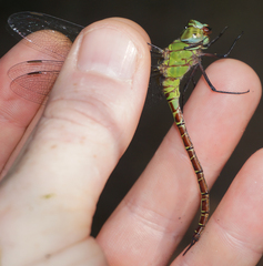 Coryphaeschna adnexa
