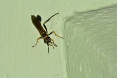 Sceliphron asiaticum