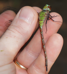 Coryphaeschna adnexa