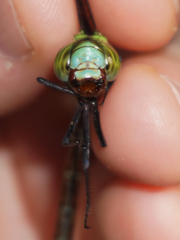 Coryphaeschna adnexa