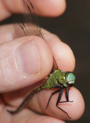 Coryphaeschna adnexa