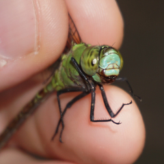 Coryphaeschna adnexa
