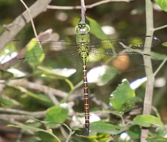 Coryphaeschna adnexa