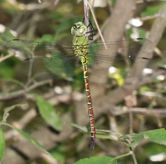 Coryphaeschna adnexa