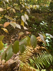 Fagus grandifolia