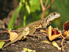 Leiolepis belliana