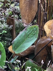 Thalia dealbata