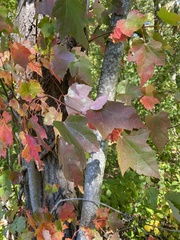 Acer rubrum