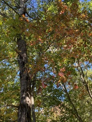 Acer rubrum
