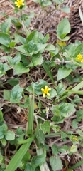 Calyptocarpus vialis