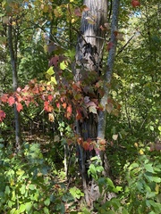 Acer rubrum