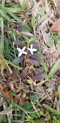 Diodia virginiana