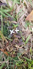 Diodia virginiana
