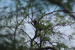 Buteogallus