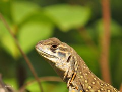 Leiolepis belliana