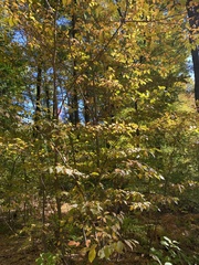 Fagus grandifolia