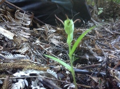 Pterostylis agathicola