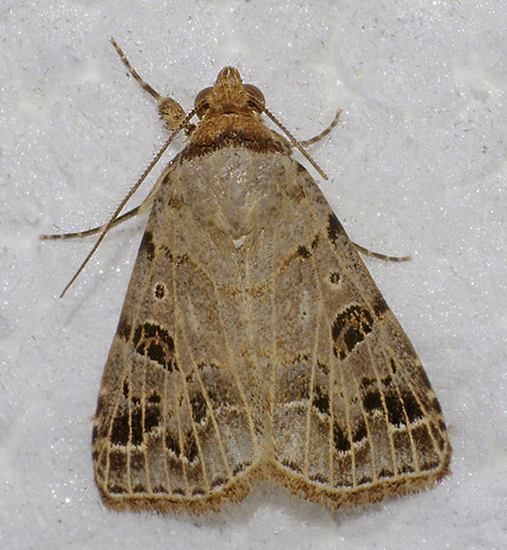 Glympis concors Hübner, 1823