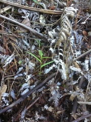 Pterostylis agathicola