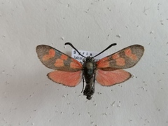 Zygaena graslini
