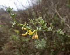 Acmispon glaber glaber