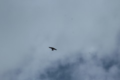 Petrochelidon pyrrhonota