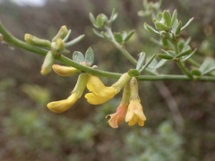 Acmispon glaber glaber