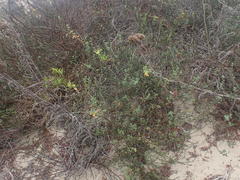 Acmispon glaber glaber