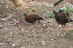 Galloperdix spadicea