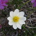 Entireleaf Mountain-Avens - Photo (c) Shawn Billerman, some rights reserved (CC BY-NC), uploaded by Shawn Billerman