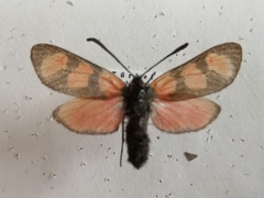 Zygaena lydia