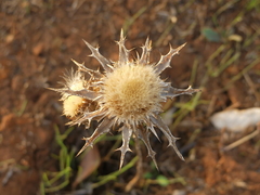 Carlina lanata