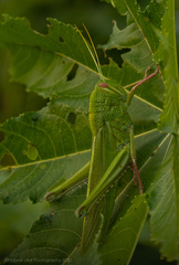 Chondracris