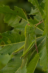 Chondracris