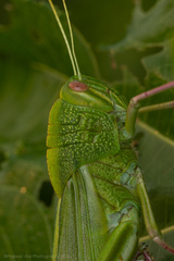 Chondracris