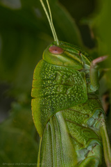 Chondracris