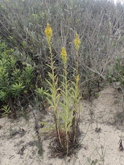 Solidago confinis