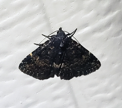 Metalectra miserulata