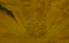 Cucurbita maxima maxima